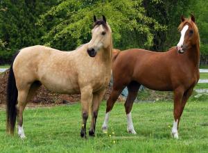 Бизнес-план мясного коневодства по разведению лошадей
