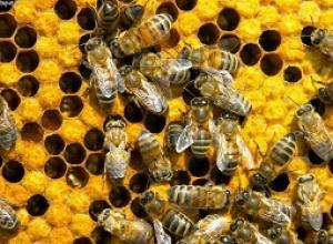 Včelí byznys a jeho jemnosti