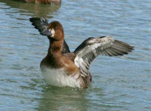 Types of diving duck blackening - crested and sea