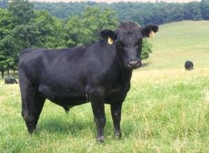 Breeding cows for milk: features and prospects