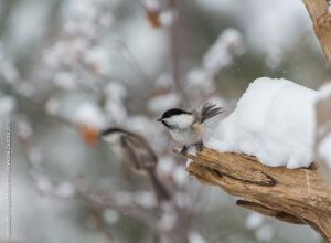 Brown-headed chickadee Appearance and description of powder
